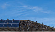 When Wings Become a Worry: How to Deal with Pigeons on Solar Panels