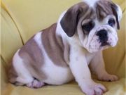 Bulldog English for sale