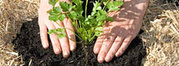 EzyVegies Famed Raised Garden Beds