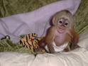 Adorable Capuchin Monkey