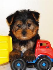cute Male And Female Teacup Yorkie Ready For A New Home