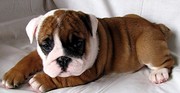 ENGLISH BULLDOG PUPPIES FOR ADOPTION