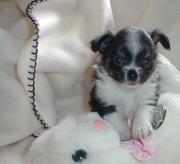 adorable purebred Chihuahuas 