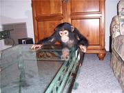 Cute baby Chimpanzee