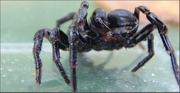 Your Professional Termite Control Specialist in Sydney  