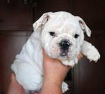 Pedigreed,  registered English bulldog puppies .