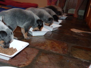 Pure-bred Blue heeler puppies