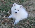  American Eskimo puppies