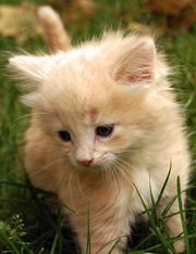 Cute Ginger Kittens available for Xmas
